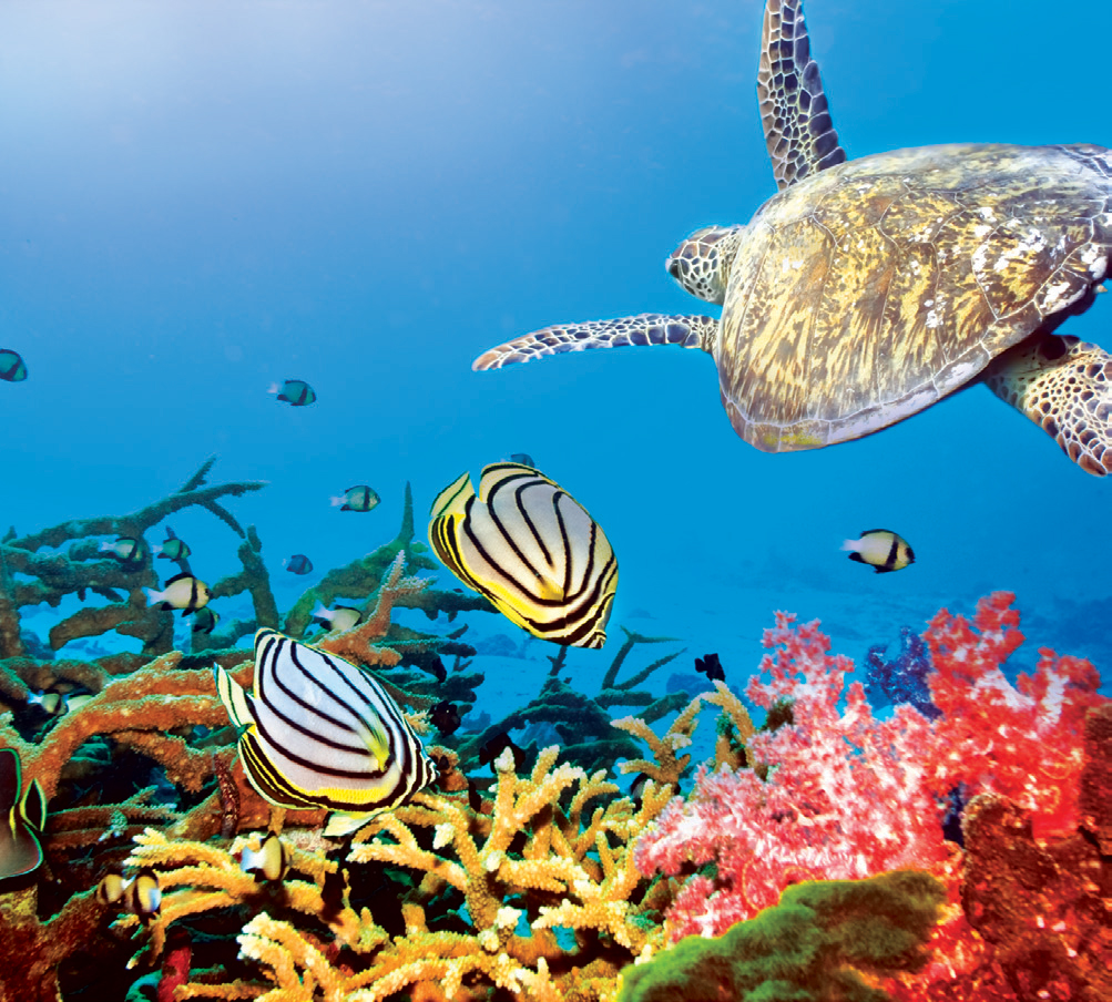 Bạn có thể dễ dàng bơi lặn ngắm san hô và các động vật biển ngay dưới phòng mình hoặc vùng biển xung quanh đảo các vùng biển sâu