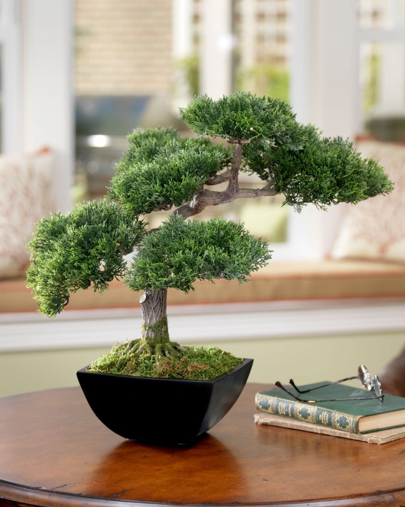 bonsai-nha