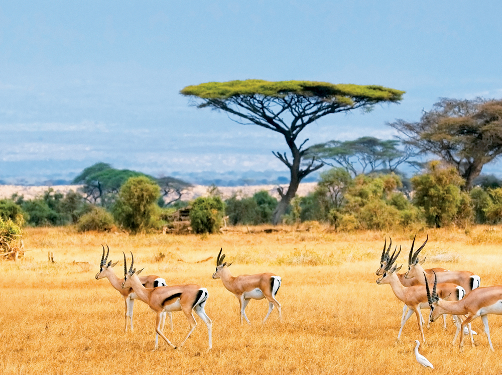 Cảnh quan thiên nhiên ở Nam Phi vừa hoang dã vừa thanh bình 