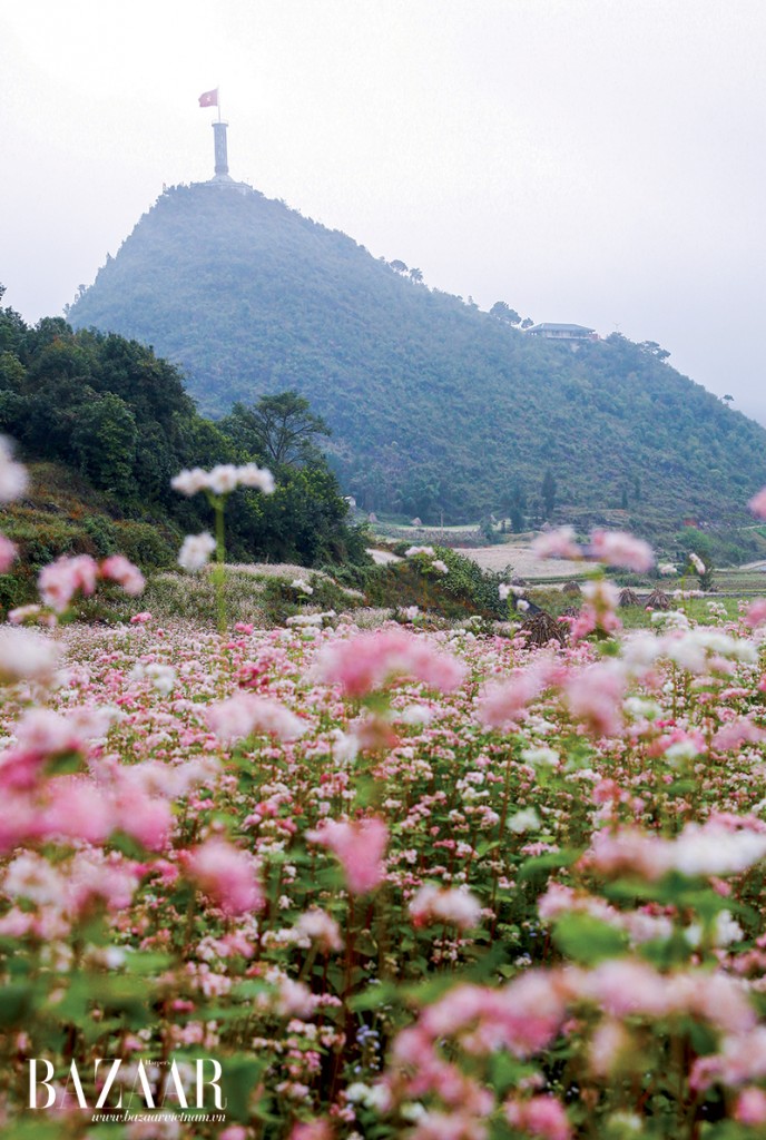 Lũng Cú, cực bắc của đất nước cũng là nơi ngắm hoa tam giác mạch tuyệt đep 
