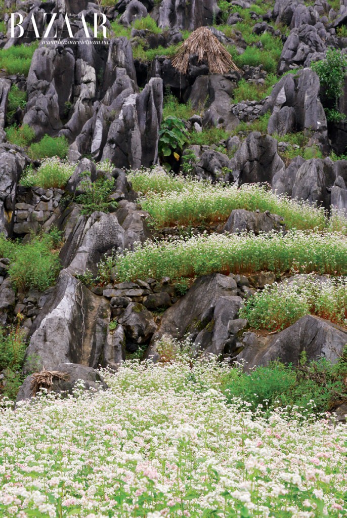 Hoa mọc xen kẽ vào các vách đá 
