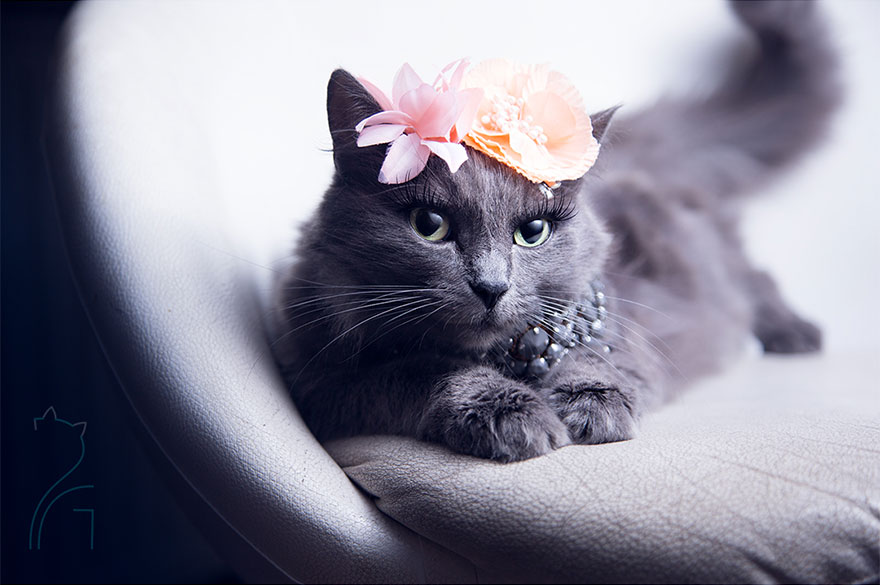 The-most-fabulous-kitty-in-the-world-more-stylish-than-you1__880
