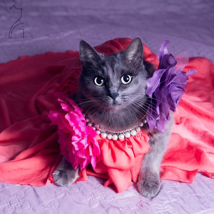the-most-fabulous-kitty-in-the-world-more-stylish-than-you-2__880