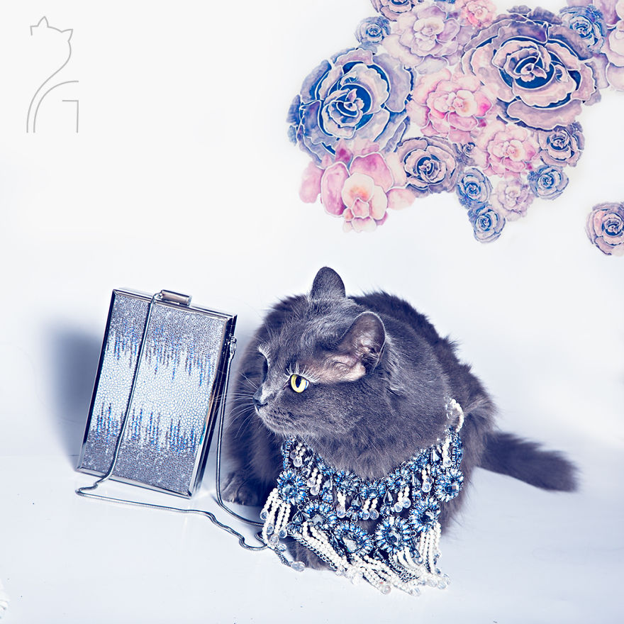 the-most-fabulous-kitty-in-the-world-more-stylish-than-you-4__880