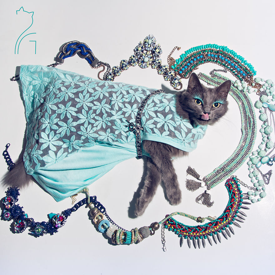 the-most-fabulous-kitty-in-the-world-more-stylish-than-you-5__880