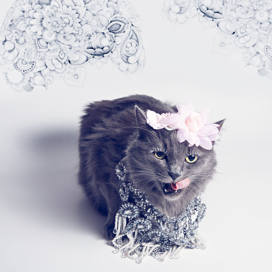 the-most-fabulous-kitty-in-the-world-more-stylish-than-you-6__880