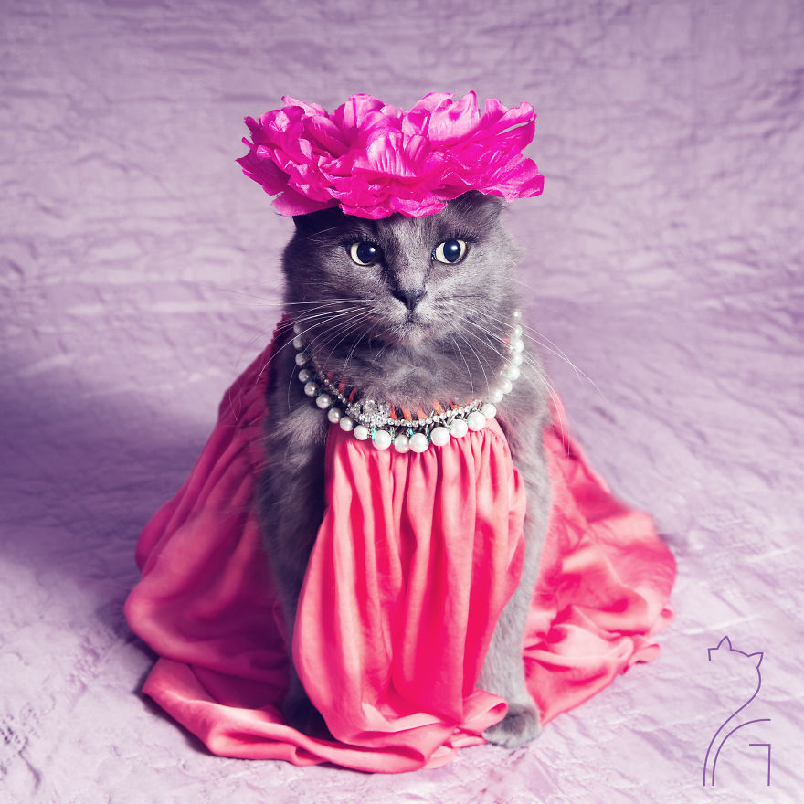 the-most-fabulous-kitty-in-the-world-more-stylish-than-you__880