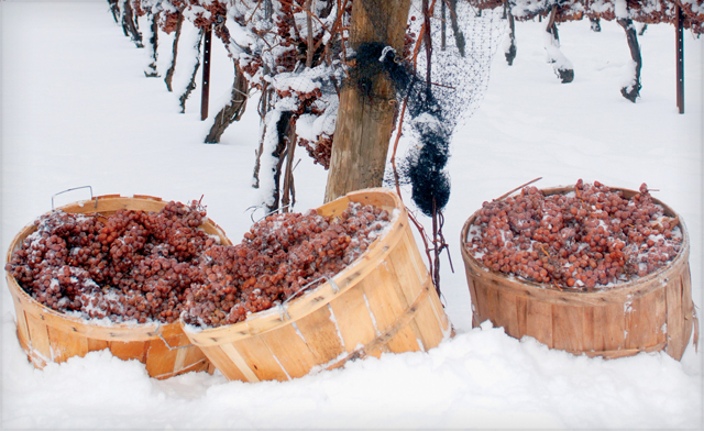 Những Thùng Nho Trong Băng Tuyết - Nguyên Liệu Làm Nên Rượu Vang Đức Ice Wine