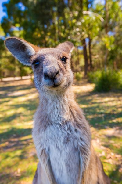 Úc là quốc gia có thiên nhiên hoang dã thú vị, bạn sẽ dễ dàng bắt gặp các loài động vật đáng yêu tại đây