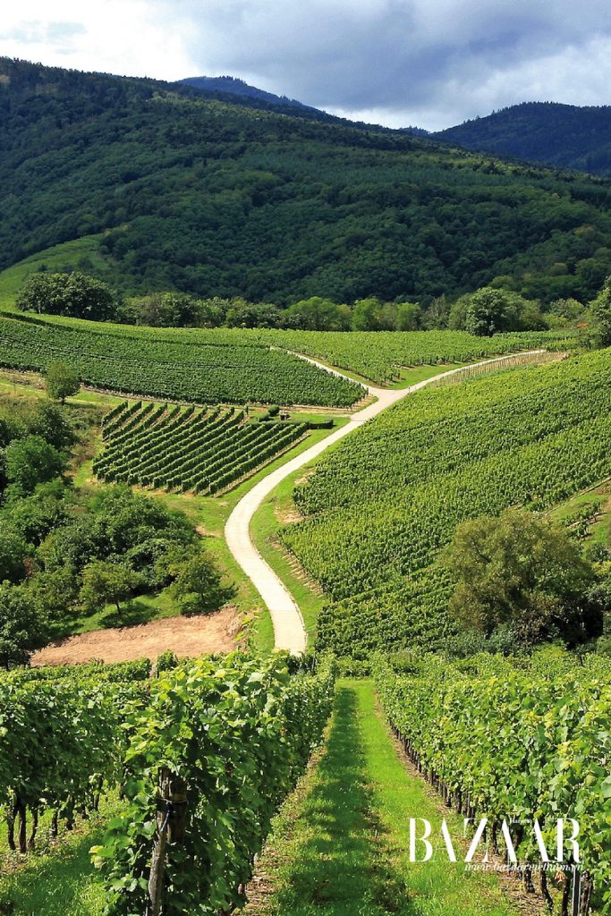 Các vườn nho ở Pháp từ lâu đã là những thánh địa của người yêu rượu vang. Tuy nhiên, danh tiếng lâu đời của những vùng nho có tiếng đã đẩy mức giá vang lên cao