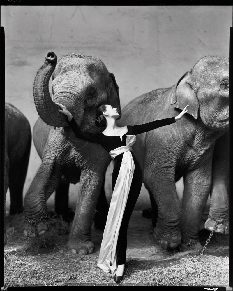 Dovima bên những chú voi. Ảnh chụp bởi Richard Avedon tại Cirque d’Hiver, Paris, tháng 8/1955. Đầm, Dior