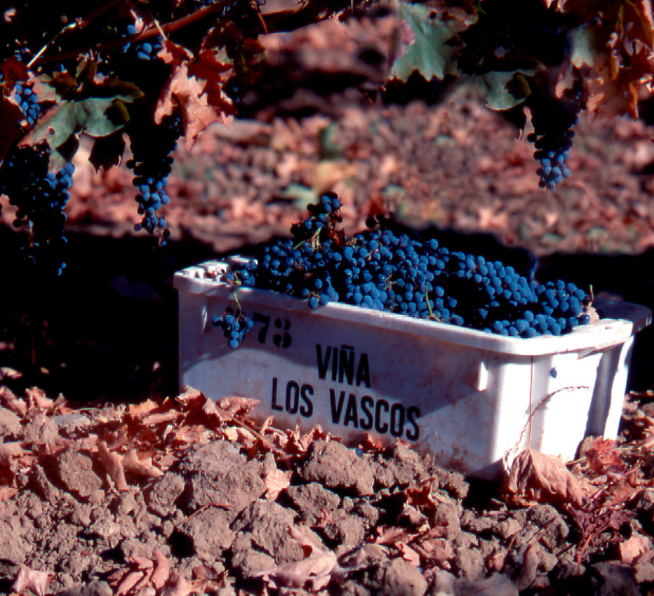 los-vascos-harvest-panier