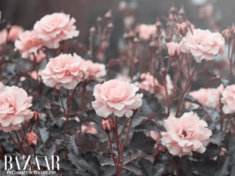 Nước hoa hồng Dior Prestige La Microlotion De Rose 30ml  Mỹ phẩm hàng  hiệu cao cấp USA UK  Ali Son Mac