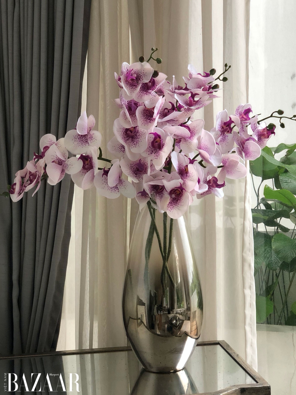 Cây phong thủy trong nhà: Hoa phong lan