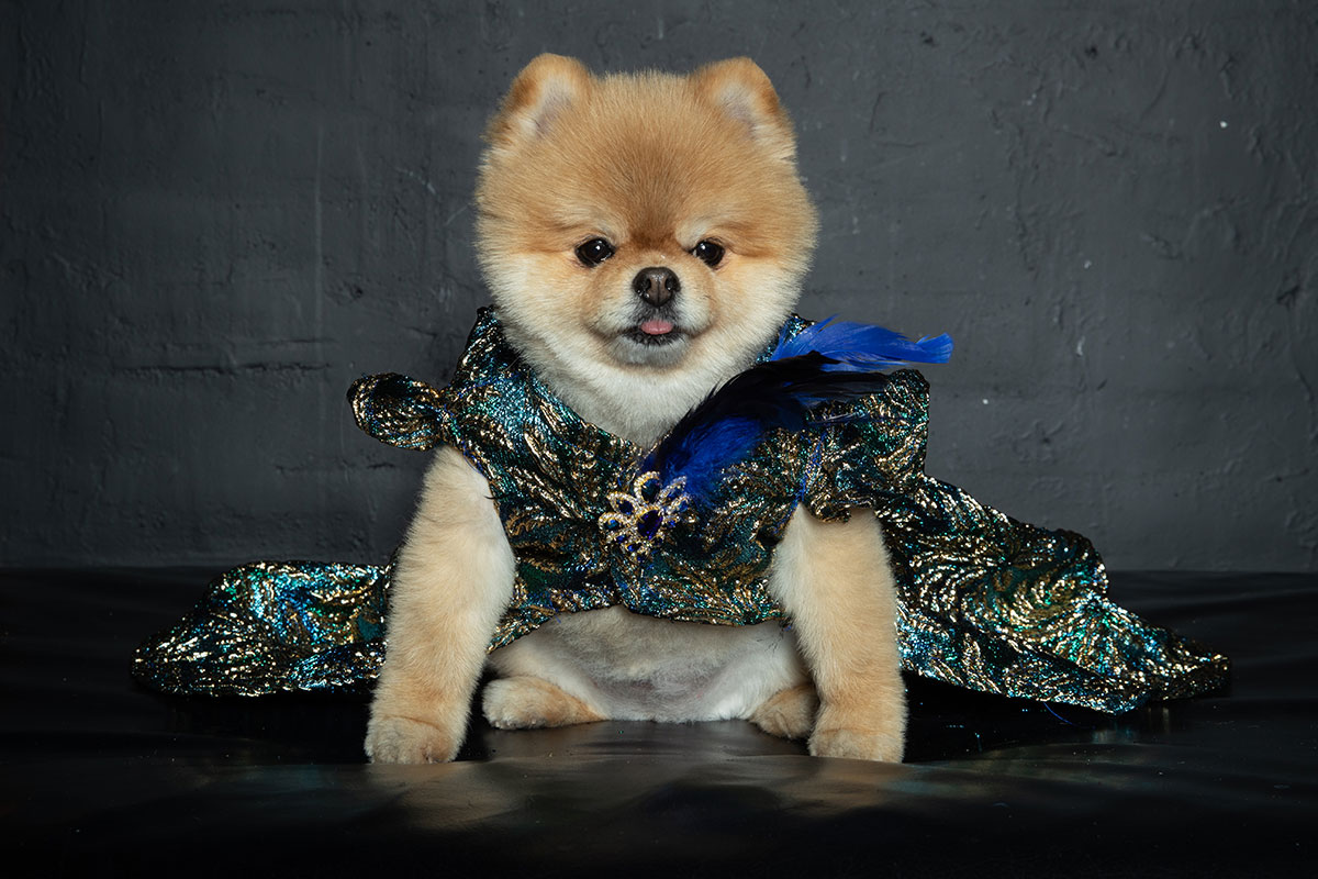 BST thời trang thú cưng – Anthony Rubio Thu Đông 2021 tại Tuần lễ thời trang New York