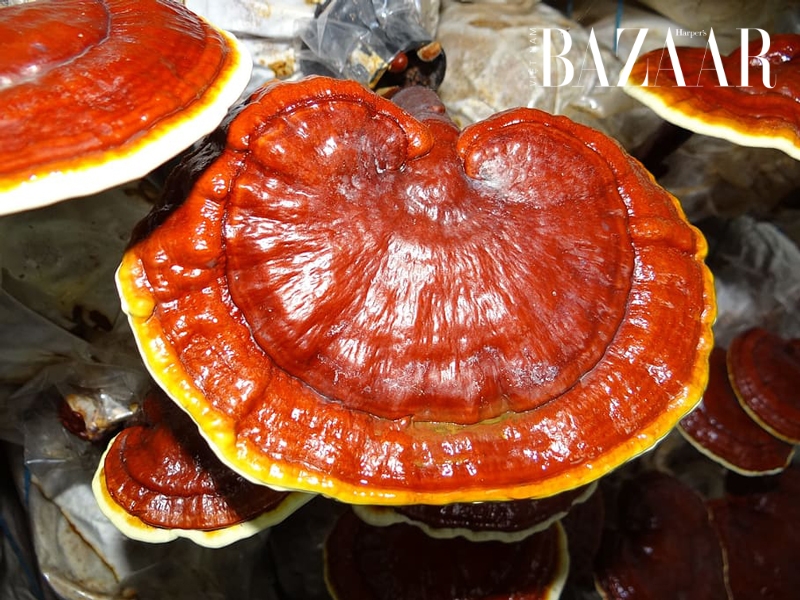 BZ-ganoderma-medicinal-mushrooms-lingzhi-mushroom-immortality-best-mushroom-guide