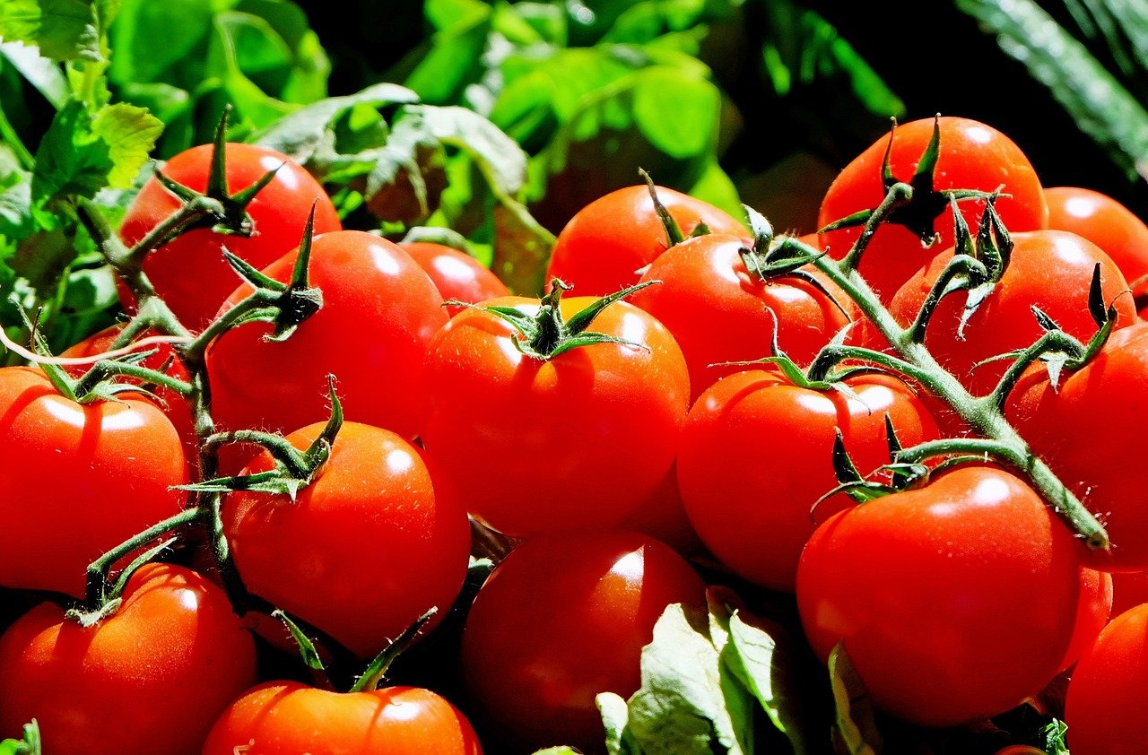 Ăn cà chua có giảm cân không? Cà chua mang đến nhiều hiệu quả bất ngờ