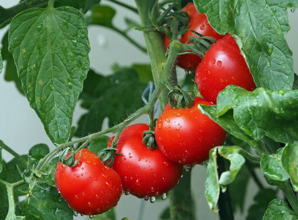 cà chua có công dụng gì