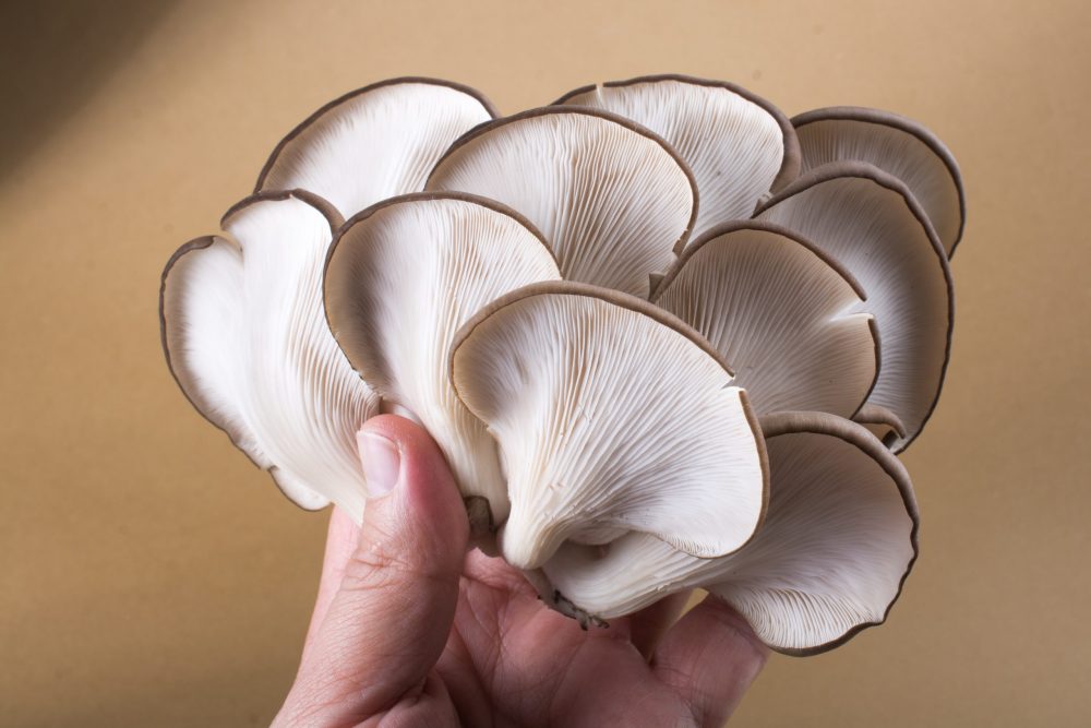 Nấm bào ngư (oyster mushroom)