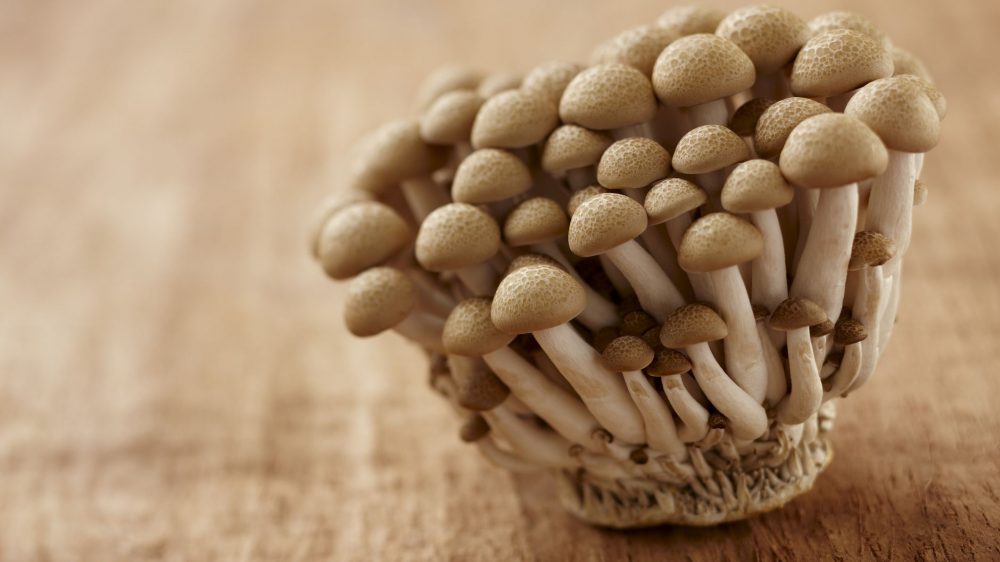 Nấm ngọc châm (beech mushroom)