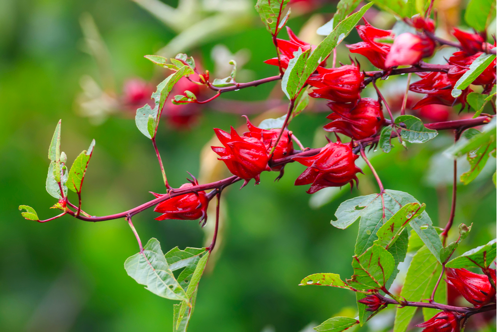 Công dụng và tác hại ít ai biết của hoa atiso đỏ