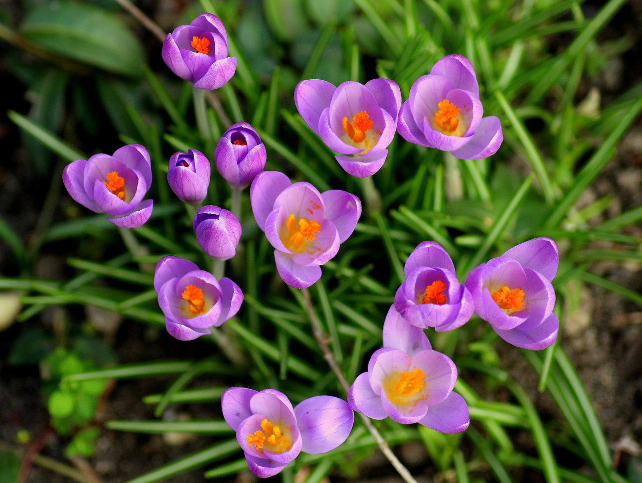 nhụy hoa nghệ tây saffron 