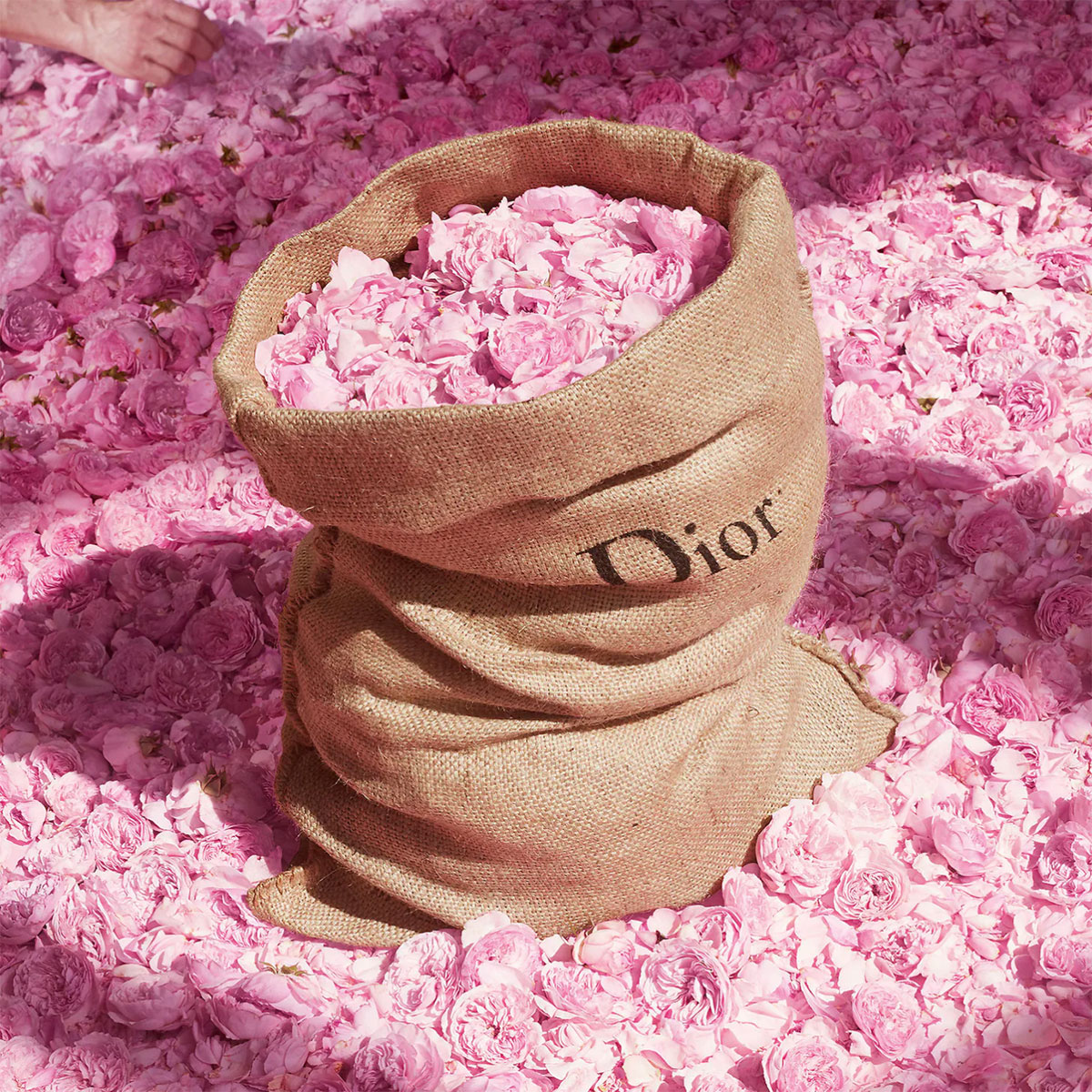 Christian Dior  Miss Dior Rose NRoses Eau De Toilette 5ml017oz  Eau De  Toilette  Free Worldwide Shipping  Strawberrynet VN