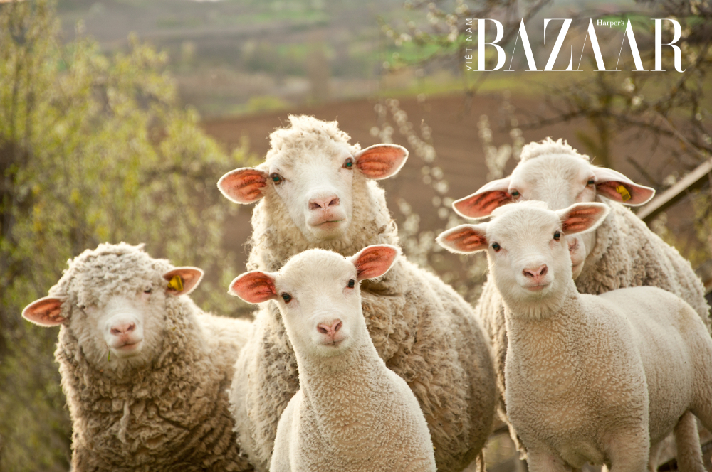 Mặt nạ nhau thai cừu có tác dụng gì?