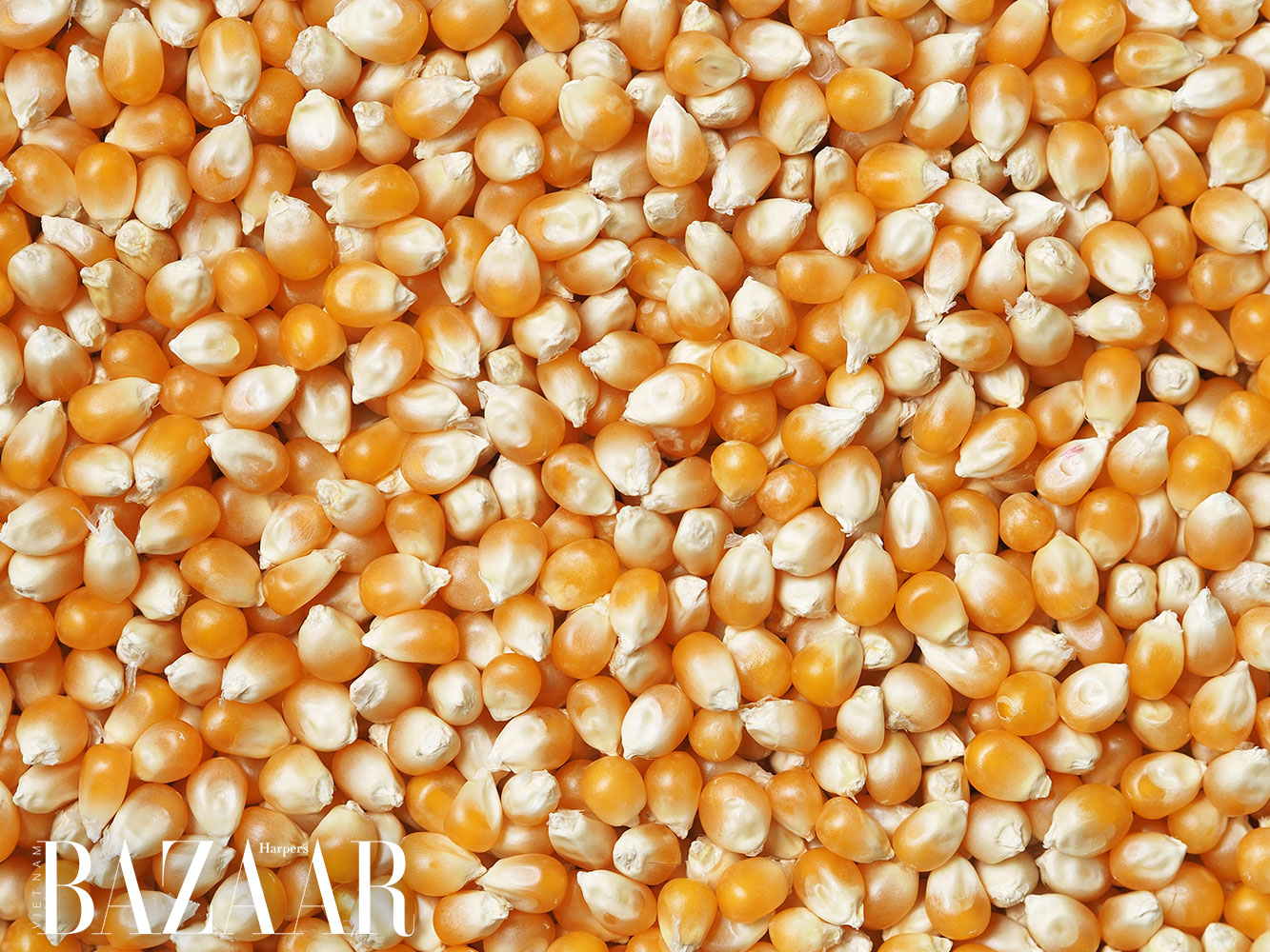 bap ngo corn lukasz rawa NL02eAwtkmM unsplash - Cô gái 9X chế tạo hạt xốp tự hủy từ ngô: “Người ăn cũng được luôn!”