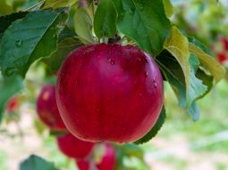 Một quả táo chứa bao nhiêu calo? Mẹo ăn táo giảm cân nhanh nhất