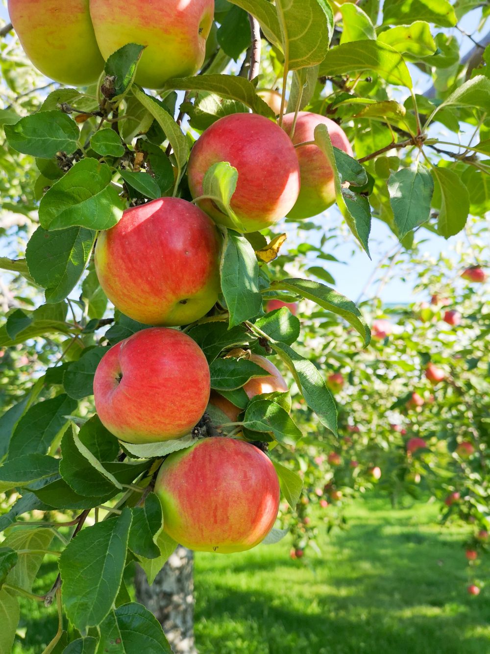 Có bao nhiêu calo trong một quả táo đỏ?  Có nên ăn vỏ táo?