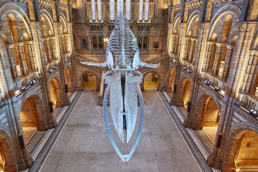 national histroy museum blue whale hintze hall 8 oct19 credit  trustees of nhm - 15 bảo tàng nổi tiếng bạn nên ghé thăm khi đến London