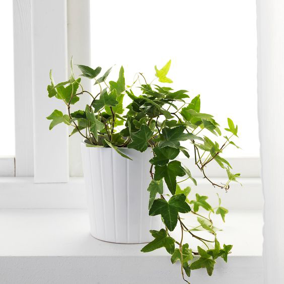 Câu hỏi thường gặp về cây phong thủy trồng ngoài ban công
