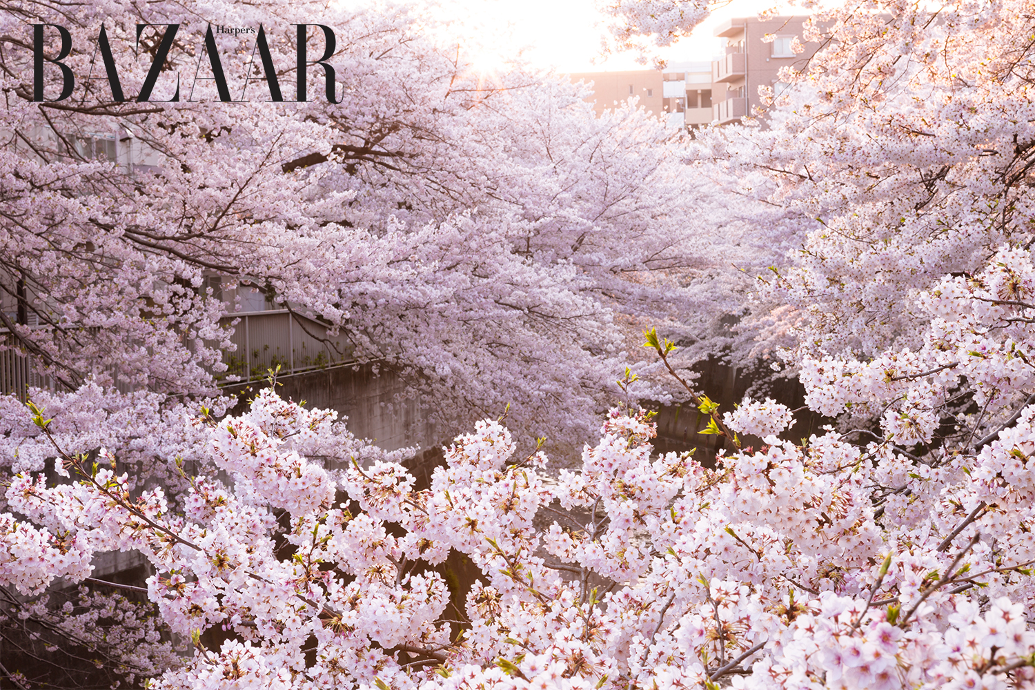Harper's Bazaar_Ngắm hoa anh đào tại Mandarin Oriental Tokyo_05