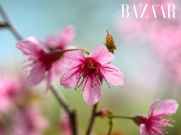 Harper's Bazaar_ngắm mai anh đào Đà Lạt ngày xuân_01