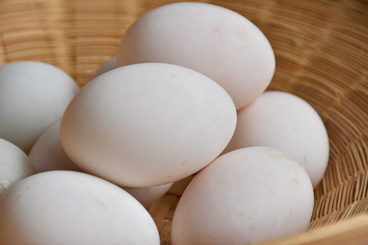 Cả trứng gà và trứng vịt đều có khả năng gây dị ứng