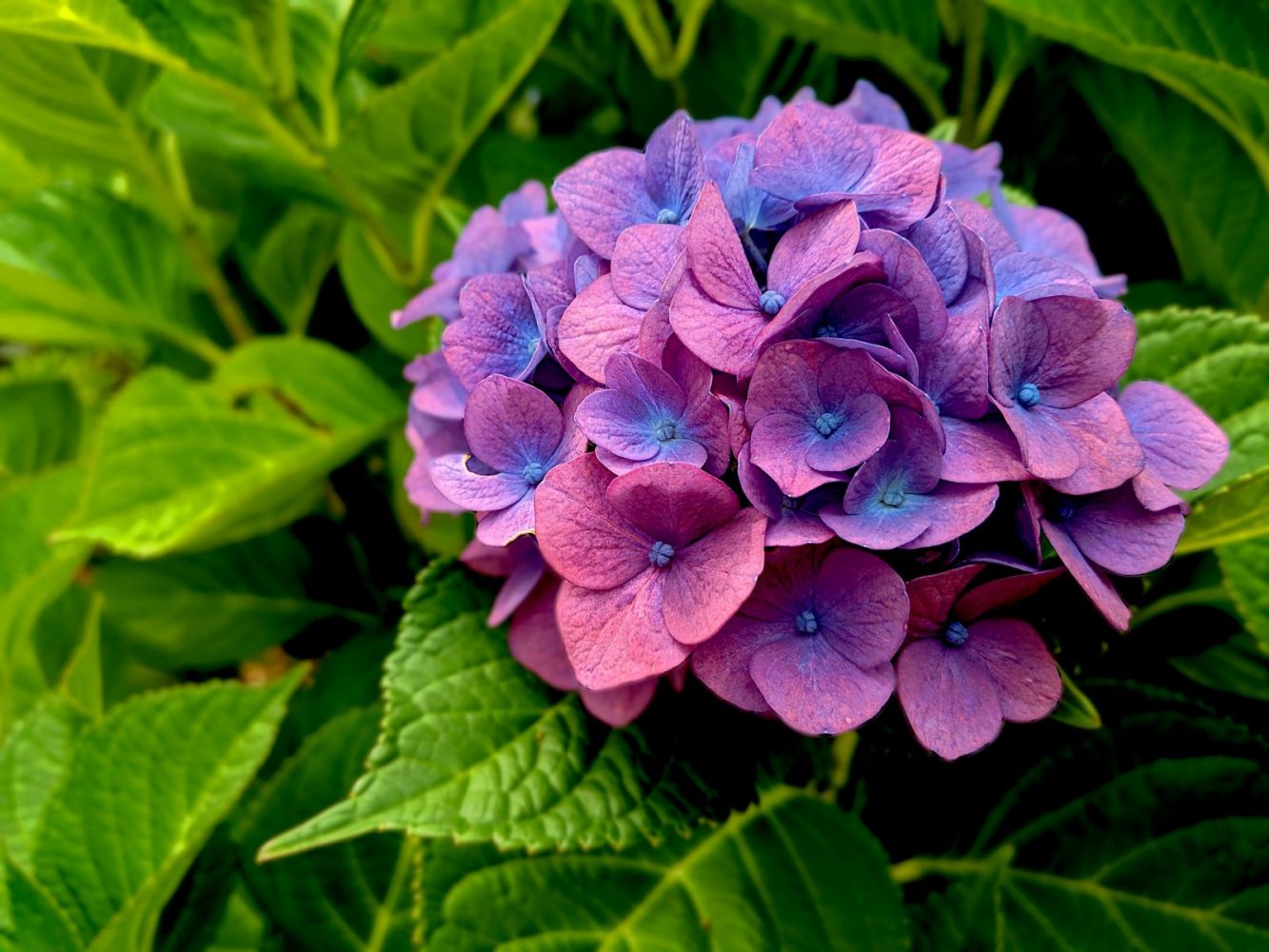 Hoa đẹp tuyệt vời nhất thế giới: Hoa cẩm tú cầu