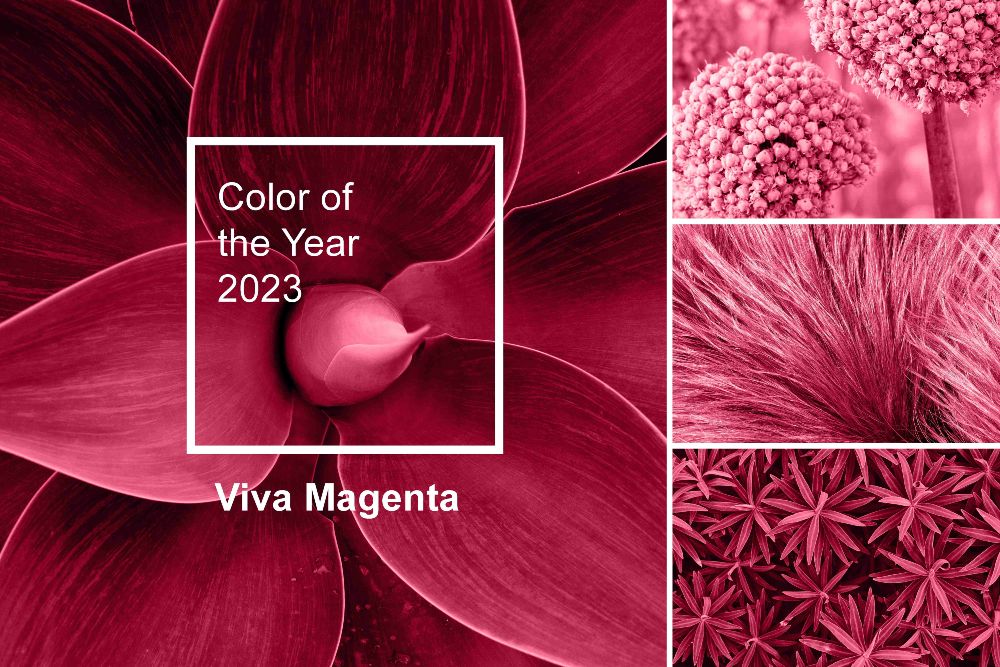 Viva Magenta là màu sắc hot trend 2023 