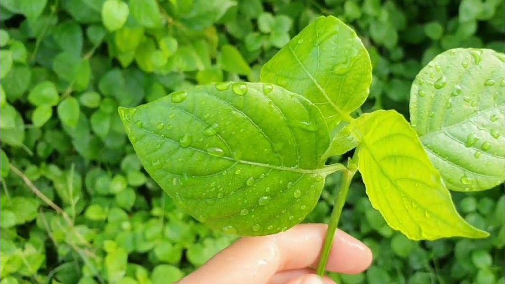 Rau ngót Nhật kỵ gì? Những điều cần biết khi ăn rau ngót Nhật