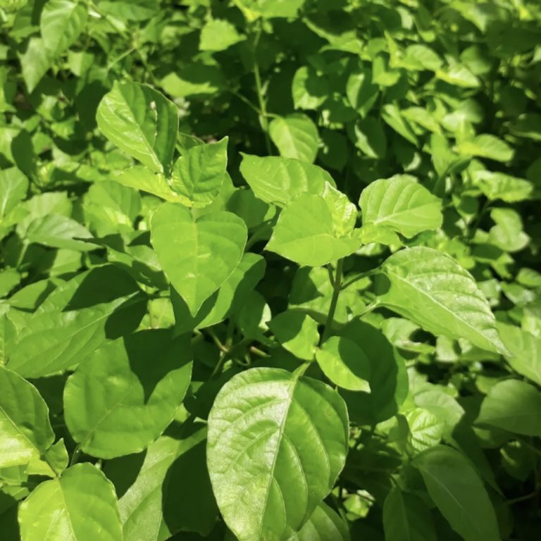 Rau ngót Nhật kỵ gì? Những điều cần biết khi ăn rau ngót Nhật