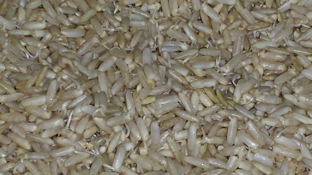 Cách ủ gạo