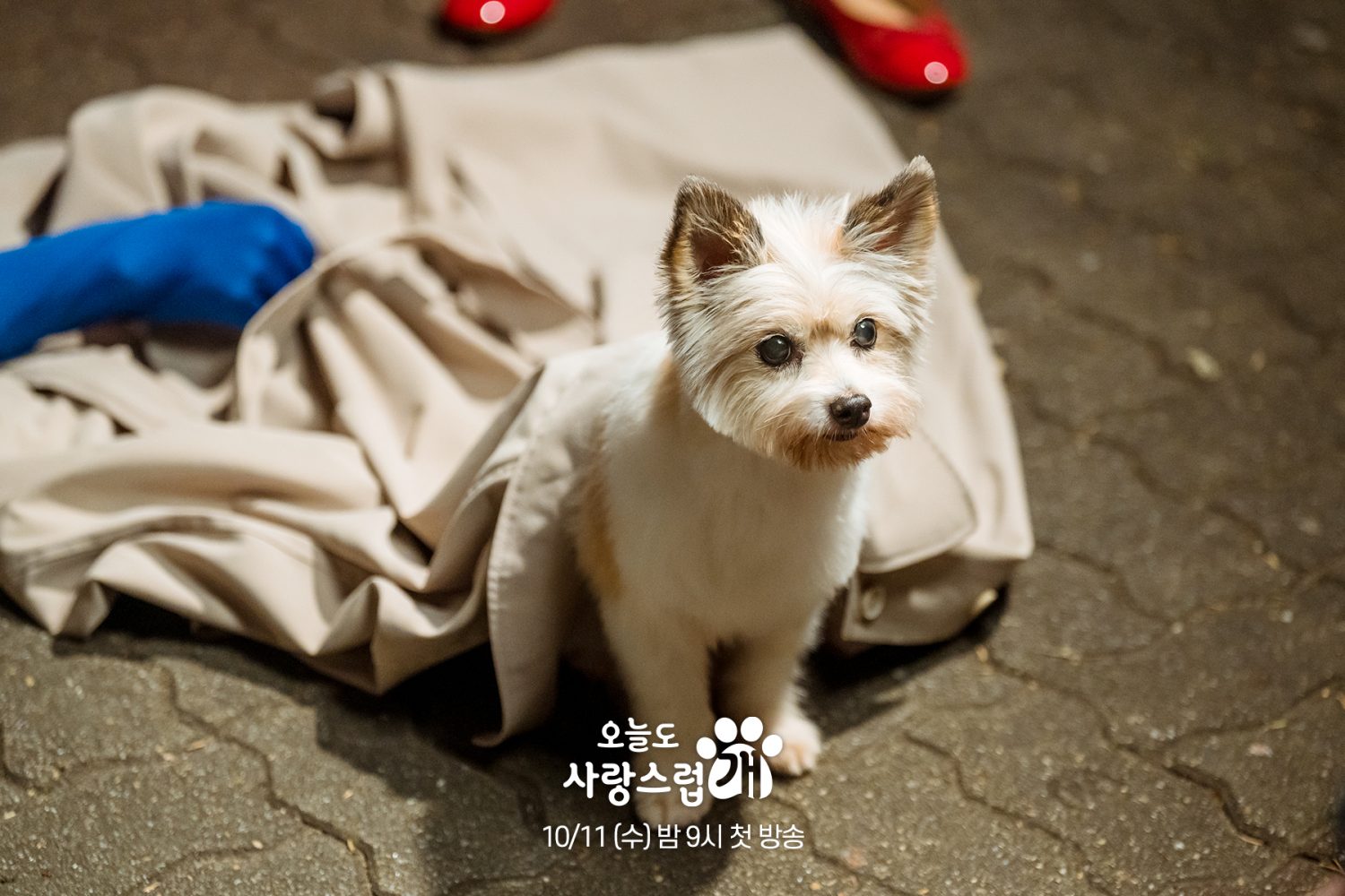 Han Hae Na khi biến thành cún con