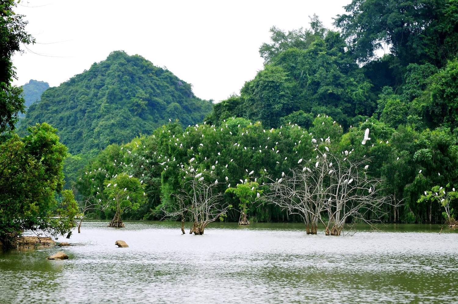 Vườn chim Thung Nham