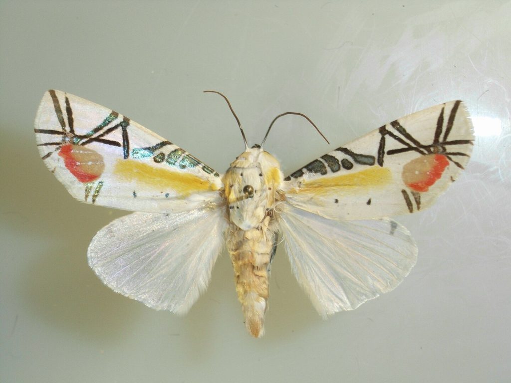 PICASSO_moth