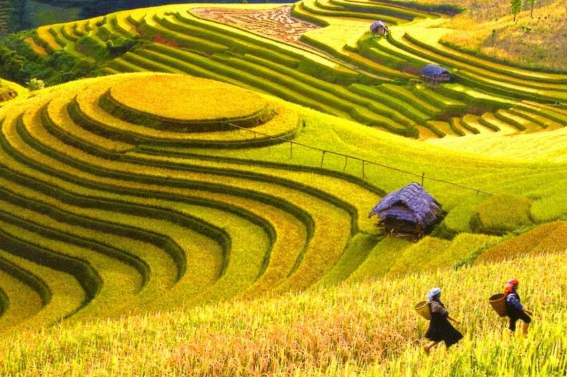Ruộng bậc thang Hoàng Sù Phì