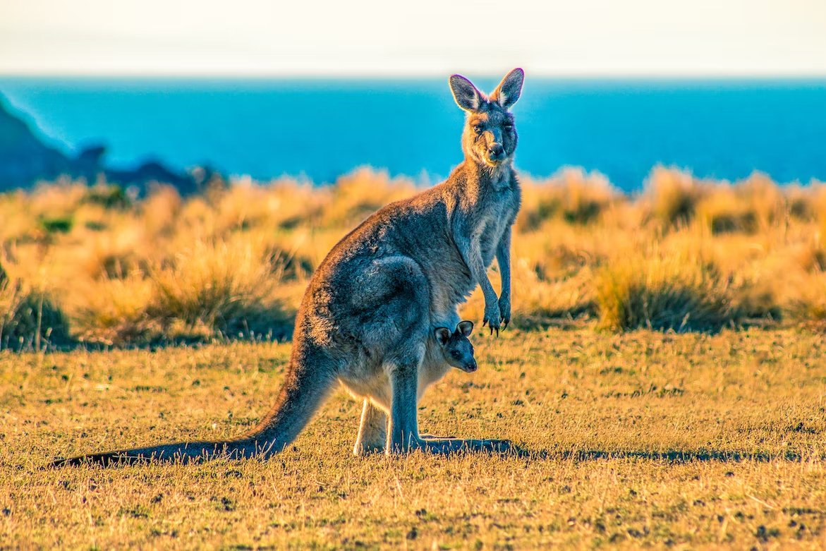 Đảo Kangaroo