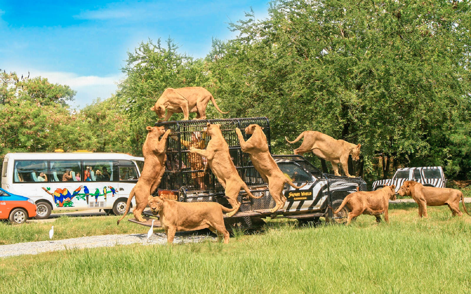 Bangkok có gì chơi? Khám phá thiên đường hoang dã Safari World Bangkok