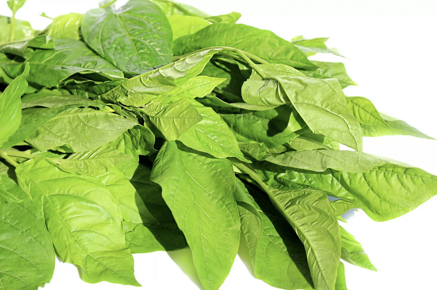 Tác hại của cây mật gấu là gì?