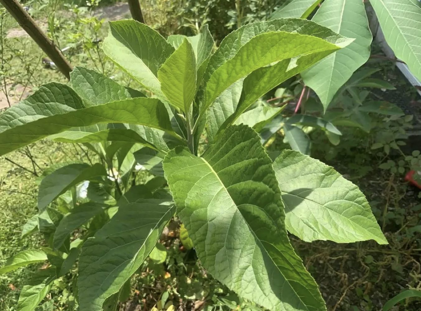 Cách sử dụng cây mật gấu