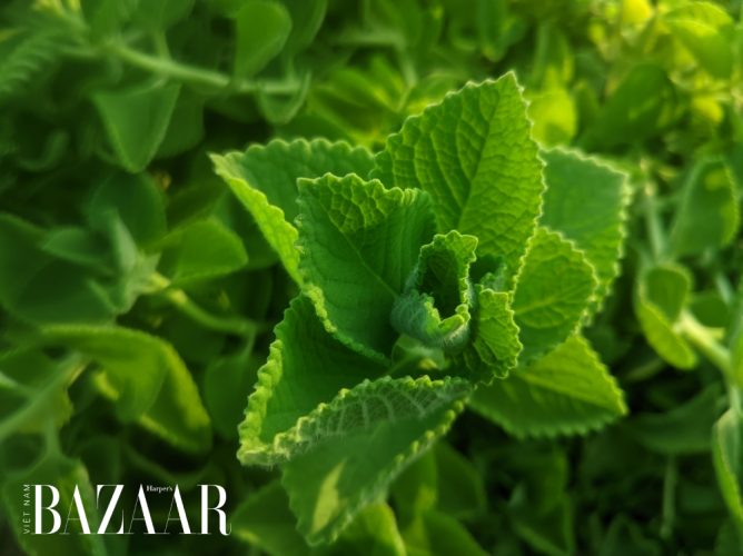 5 tác hại của rau tần dày lá không phải ai cũng biết